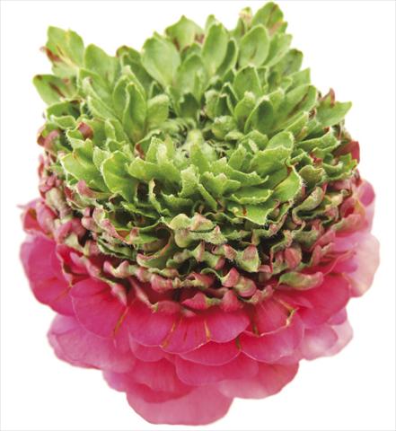 Foto de variedad de flores para ser usadas como: Flor cortada Ranunculus asiaticus Success® Hanbury
