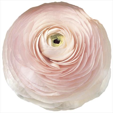 photo of flower to be used as: Cutflower Ranunculus asiaticus Success® Hanoi