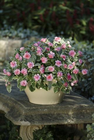 Foto de variedad de flores para ser usadas como: Maceta, planta de temporada, patio Impatiens walleriana Fiesta Pink Frost