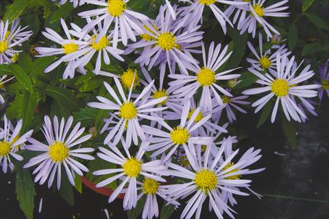 Foto de variedad de flores para ser usadas como: Planta de temporada / borde del macizo Boltonia asteroides var. latisquama Jim Crockett