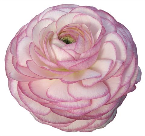 Foto de variedad de flores para ser usadas como: Flor cortada Ranunculus asiaticus Success® Ken