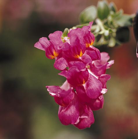 Foto de variedad de flores para ser usadas como: Tarrina de colgar / Maceta Antirrhinum majus Luminaire Deep Purple