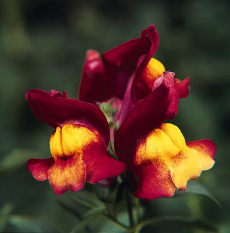 Foto de variedad de flores para ser usadas como: Tarrina de colgar / Maceta Antirrhinum majus Luminaire Harvest Red