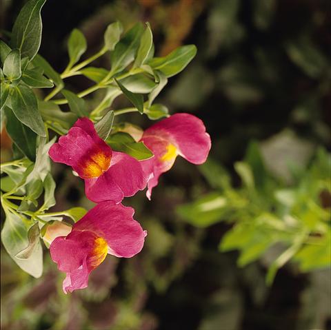 Foto de variedad de flores para ser usadas como: Tarrina de colgar / Maceta Antirrhinum majus Luminaire Hot Pink