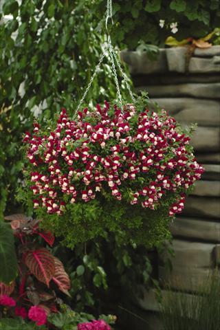 Foto de variedad de flores para ser usadas como: Tarrina de colgar / Maceta Antirrhinum majus Luminaire Sugarplum