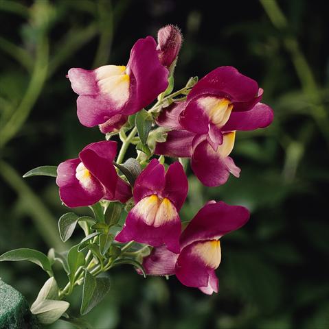 Foto de variedad de flores para ser usadas como: Tarrina de colgar / Maceta Antirrhinum majus Luminaire Sugarplum