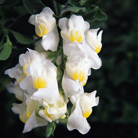 Foto de variedad de flores para ser usadas como: Tarrina de colgar / Maceta Antirrhinum majus Luminaire White