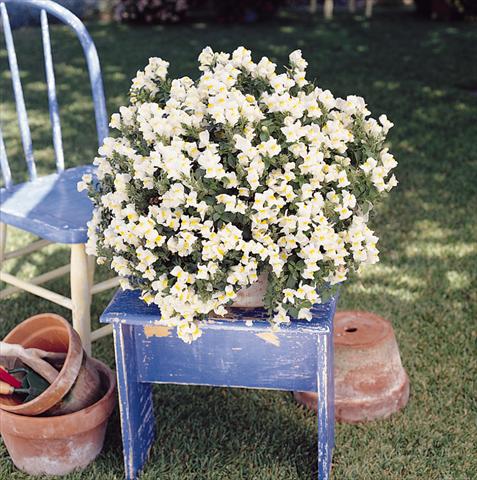 Foto de variedad de flores para ser usadas como: Tarrina de colgar / Maceta Antirrhinum majus Luminaire White