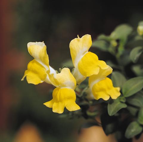 Foto de variedad de flores para ser usadas como: Tarrina de colgar / Maceta Antirrhinum majus Luminaire Yellow