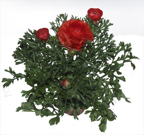 Foto de variedad de flores para ser usadas como: Maceta o Tarrina de colgar Ranunculus asiaticus Millepetali® Rosso