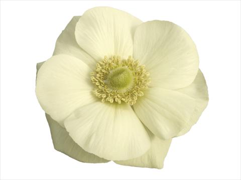 Foto de variedad de flores para ser usadas como: Maceta y planta de temporada Anemone coronaria L. Mistral Plus® Bianco