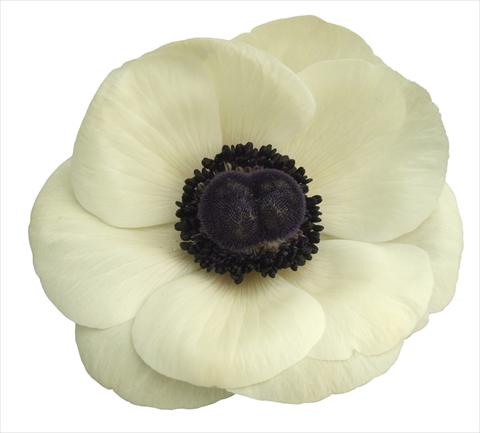 Foto de variedad de flores para ser usadas como: Maceta y planta de temporada Anemone coronaria L. Mistral Plus® Bianco centro nero