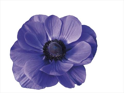 Foto de variedad de flores para ser usadas como: Maceta y planta de temporada Anemone coronaria L. Mistral Plus® Blu