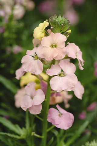 Foto de variedad de flores para ser usadas como: Planta de temporada / borde del macizo Erysimum Pastel Patchwork