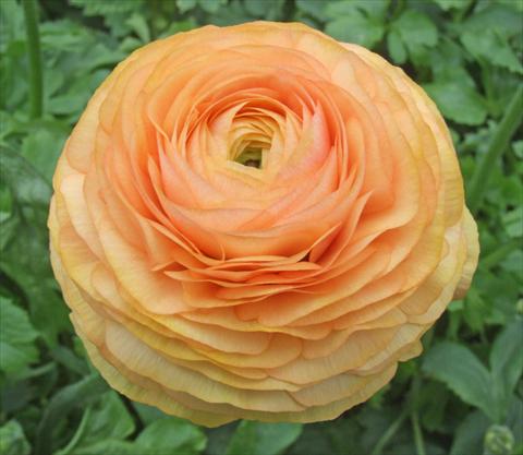 photo of flower to be used as: Cutflower Ranunculus asiaticus Elegance® Pesca