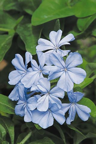 Foto de variedad de flores para ser usadas como: Planta de temporada / borde del macizo Plumbago auriculata Escapade Blue