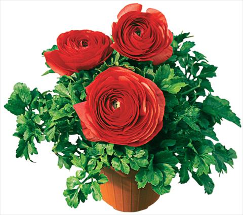 Foto de variedad de flores para ser usadas como: Maceta o Tarrina de colgar Ranunculus asiaticus Pratolino® Rosso