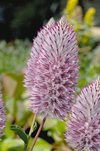Foto de variedad de flores para ser usadas como: Maceta y planta de temporada Ptilotus exaltatus Joey