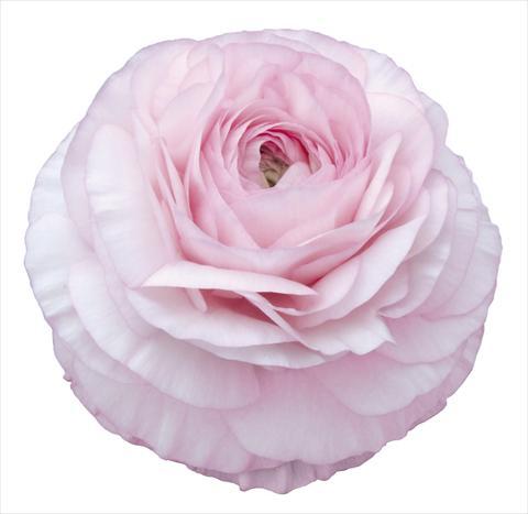 Foto de variedad de flores para ser usadas como: Flor cortada Ranunculus asiaticus Elegance® Rosa Chiaro 129-03