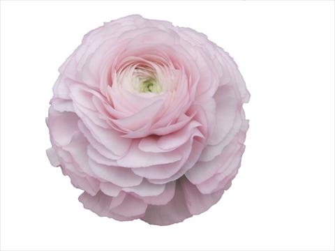 Foto de variedad de flores para ser usadas como: Flor cortada Ranunculus asiaticus Elegance® Rosa Chiaro 81-99