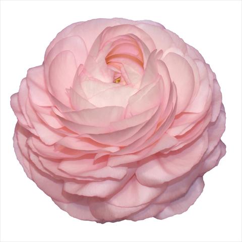 Foto de variedad de flores para ser usadas como: Flor cortada Ranunculus asiaticus Elegance® Rosa Chiaro 87