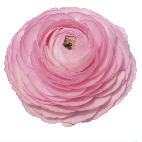 Foto de variedad de flores para ser usadas como: Flor cortada Ranunculus asiaticus Elegance® Rosa 89-02