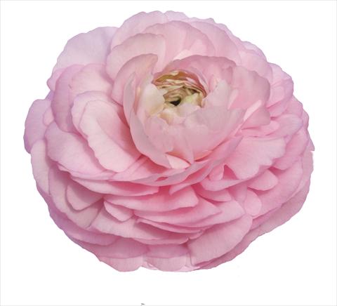 Foto de variedad de flores para ser usadas como: Flor cortada Ranunculus asiaticus Elegance® Rosa 99-5