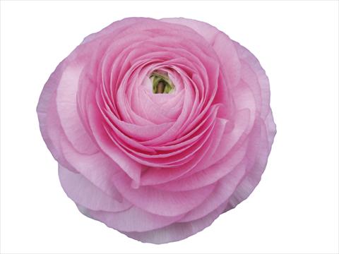 Foto de variedad de flores para ser usadas como: Flor cortada Ranunculus asiaticus Elegance® Rosa Scuro 202-03