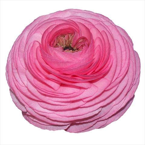 Foto de variedad de flores para ser usadas como: Flor cortada Ranunculus asiaticus Elegance® Rosa Scuro 38-98