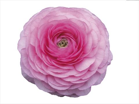 Foto de variedad de flores para ser usadas como: Flor cortada Ranunculus asiaticus Elegance® Rosa Scuro 39-98
