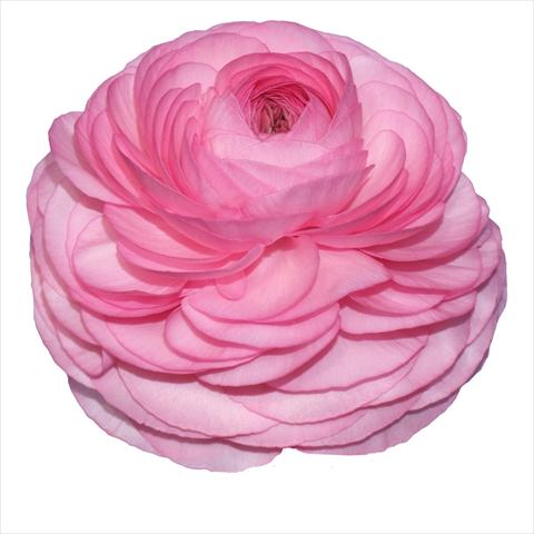 Foto de variedad de flores para ser usadas como: Flor cortada Ranunculus asiaticus Elegance® Rosa Scuro 83
