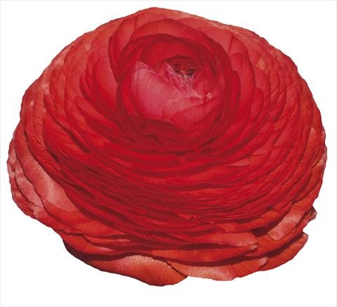 Foto de variedad de flores para ser usadas como: Flor cortada Ranunculus asiaticus Elegance® Rosso 197-01