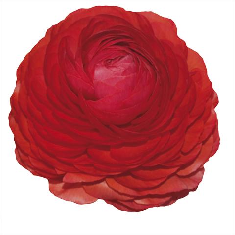 Foto de variedad de flores para ser usadas como: Flor cortada Ranunculus asiaticus Elegance® Rosso 232-03