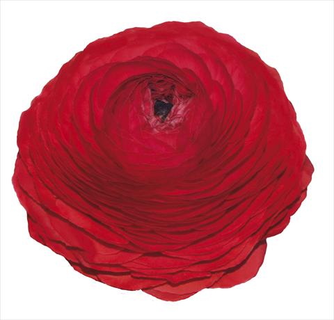 Foto de variedad de flores para ser usadas como: Flor cortada Ranunculus asiaticus Elegance® Rosso 99-5