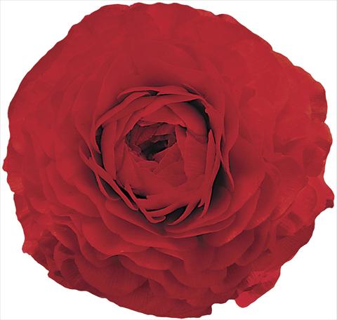 Foto de variedad de flores para ser usadas como: Flor cortada Ranunculus asiaticus Elegance® Rosso 99-6