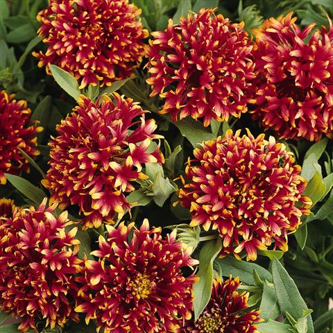 Foto de variedad de flores para ser usadas como: planta de temporada, Tarrina de colgar Gaillardia Torch Red Ember