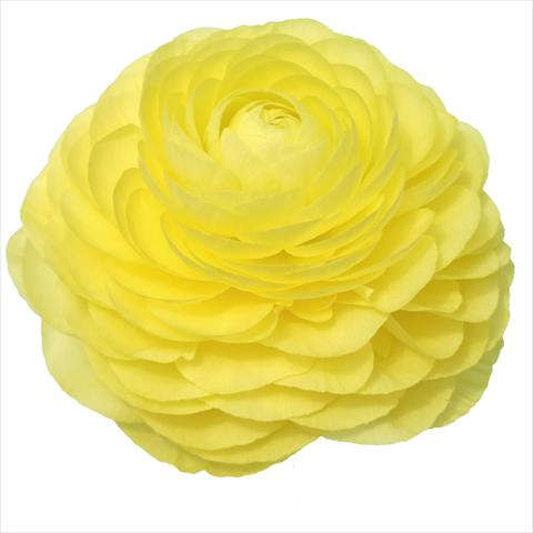 Foto de variedad de flores para ser usadas como: Flor cortada Ranunculus asiaticus Elegance® Vaniglia