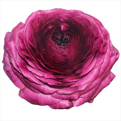 Foto de variedad de flores para ser usadas como: Flor cortada Ranunculus asiaticus Success® Viola 06