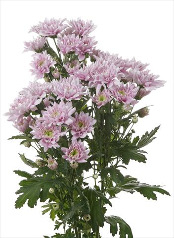 Foto de variedad de flores para ser usadas como: Flor cortada Chrysanthemum Milano