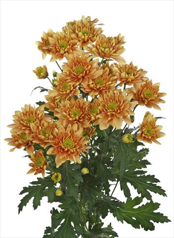 Foto de variedad de flores para ser usadas como: Flor cortada Chrysanthemum Milano Bronze