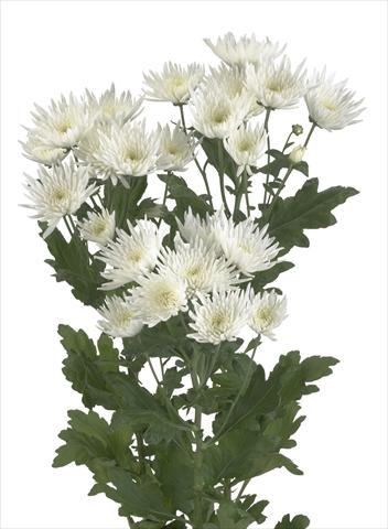 Foto de variedad de flores para ser usadas como: Flor cortada Chrysanthemum Anastasia