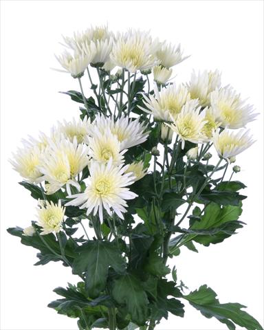 Foto de variedad de flores para ser usadas como: Flor cortada Chrysanthemum Anastasia Cream