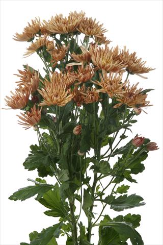 Foto de variedad de flores para ser usadas como: Flor cortada Chrysanthemum Anastasia Dark Bronze