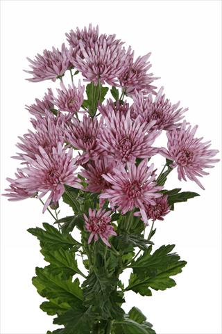 Foto de variedad de flores para ser usadas como: Flor cortada Chrysanthemum Anastasia Lilac