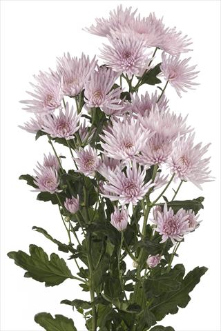 Foto de variedad de flores para ser usadas como: Flor cortada Chrysanthemum Anastasia Pink