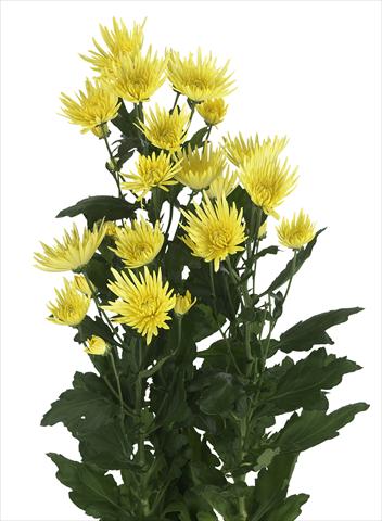 Foto de variedad de flores para ser usadas como: Flor cortada Chrysanthemum Anastasia Sunny
