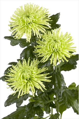 Foto de variedad de flores para ser usadas como: Flor cortada Chrysanthemum Anastasia Green
