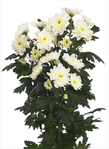 Foto de variedad de flores para ser usadas como: Flor cortada Chrysanthemum Zembla