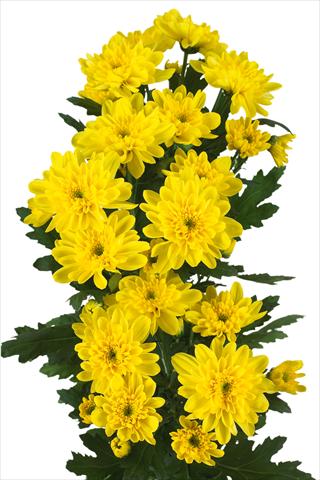 Foto de variedad de flores para ser usadas como: Flor cortada Chrysanthemum Zembla Sunny