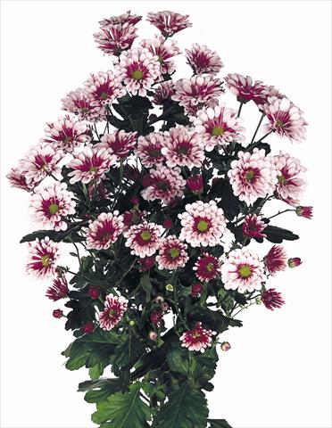Foto de variedad de flores para ser usadas como: Flor cortada Chrysanthemum Biarritz